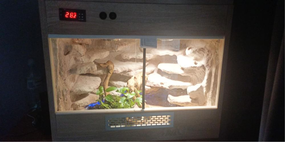 Gekon z terarium
