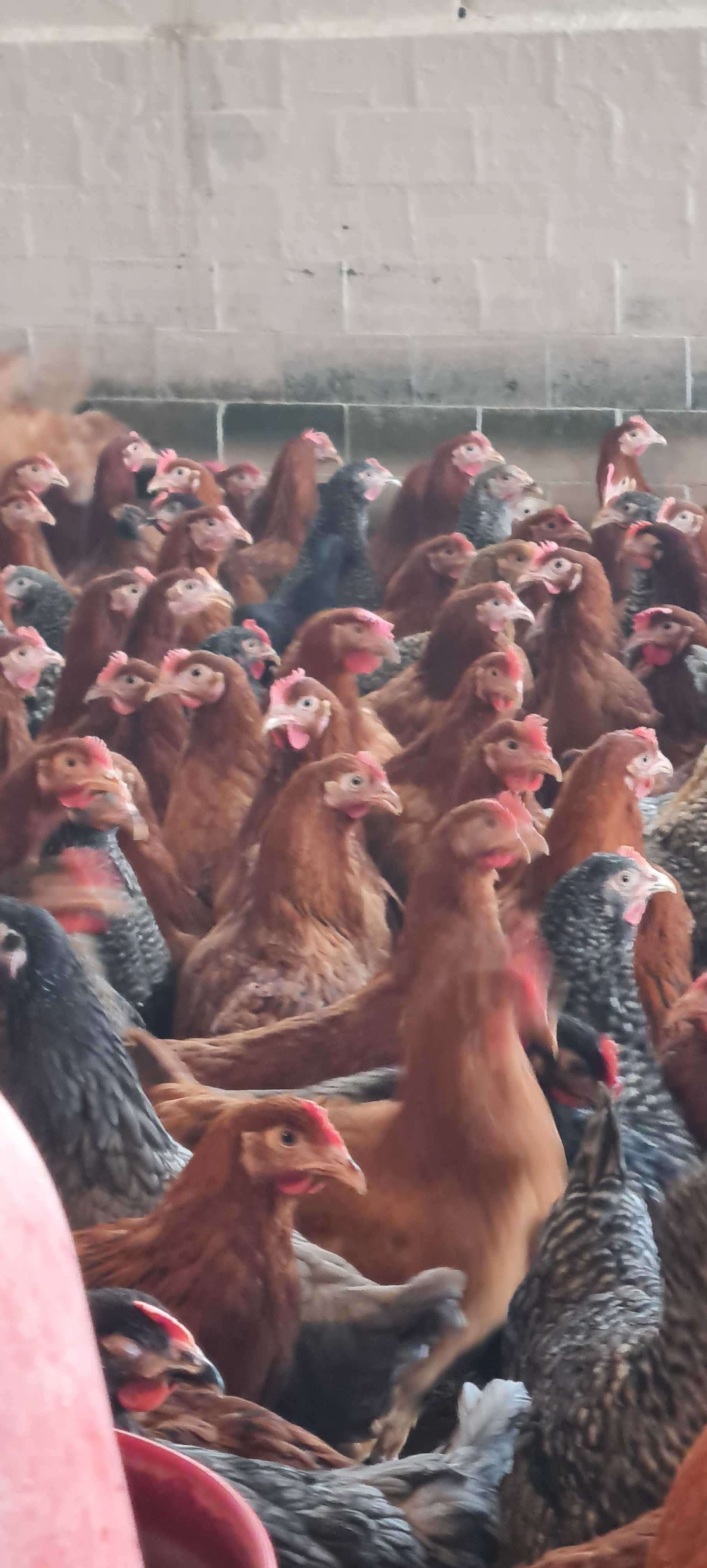 Kury nioski młode ROSA MESSA LEGHORN.Wszystkie rasy kurek z jajkiem!!