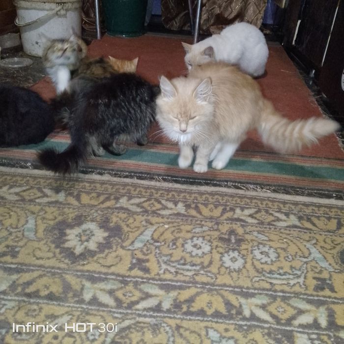 Чудові Котенята дарую