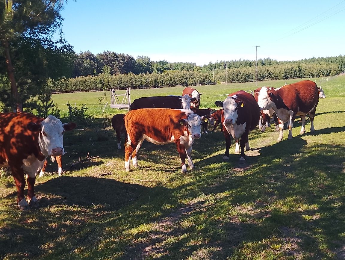 Hereford byk rozpłodnik sprzedam zamienię