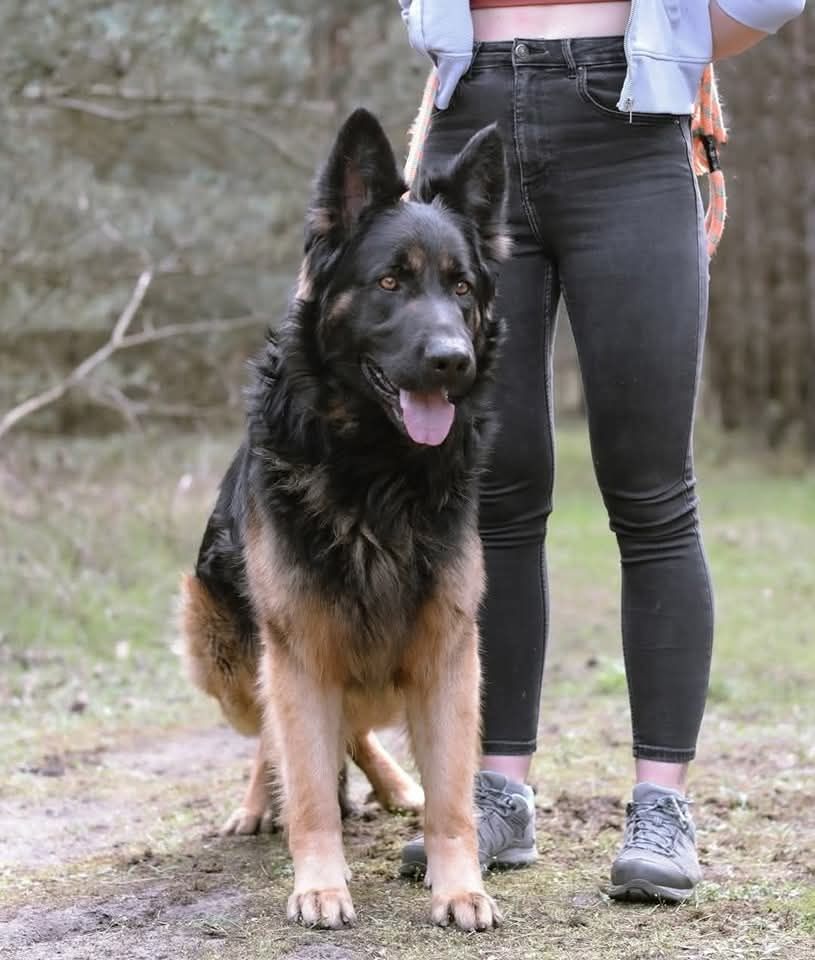Owczarek niemiecki do adopcji