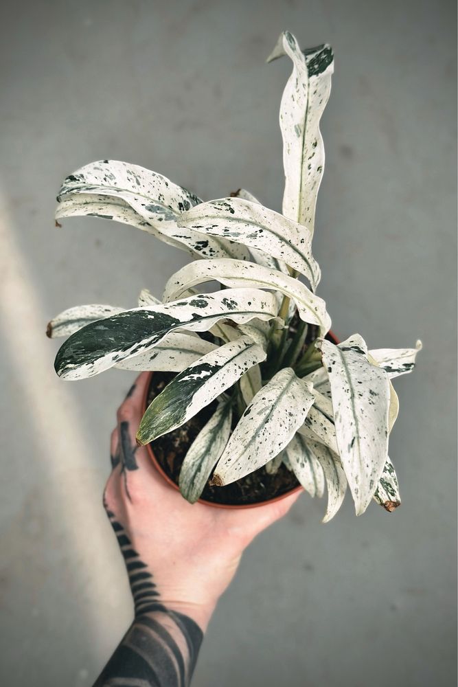 Rhaphidophora puberula variegata - rzadka roślina kolekcjonerska