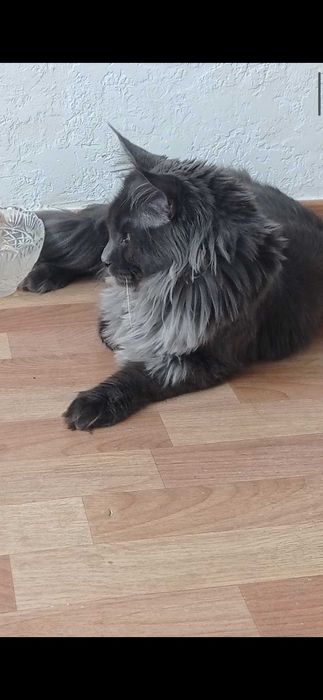 В'язка котів Мейн-кун. З 
 документами та без документiв.