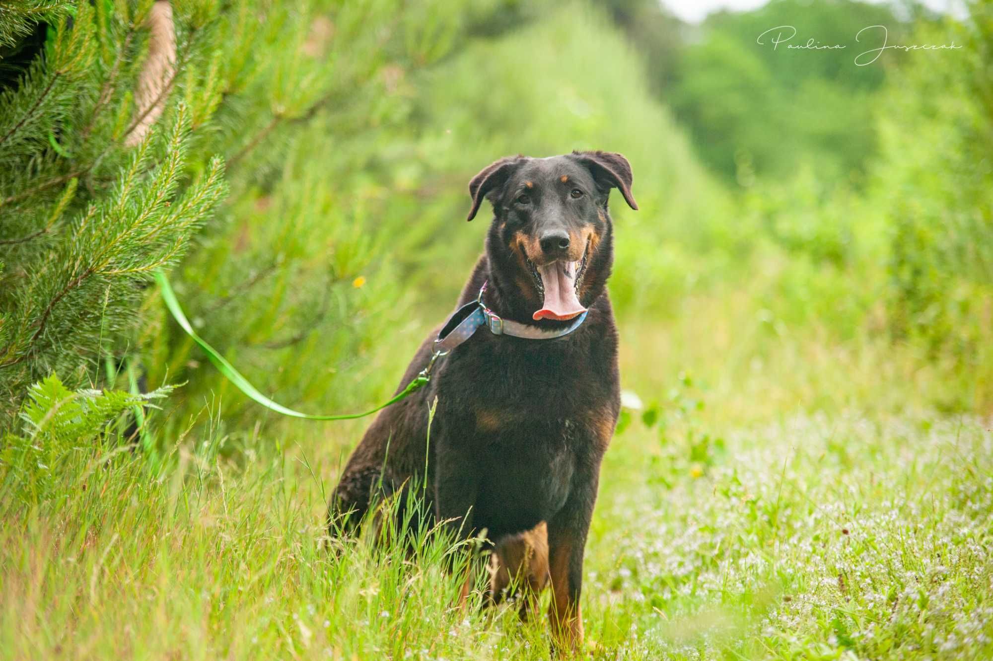 Beauceron Ina czeka na kochający dom!