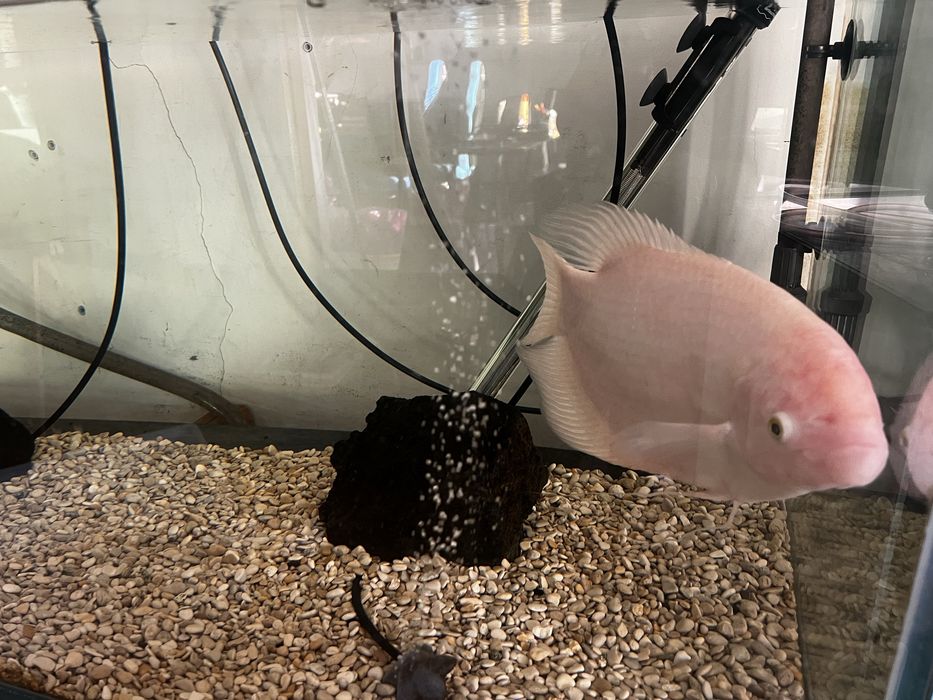 Gourami XL.