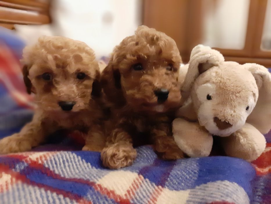 Пудель хлопчики і дівчинки