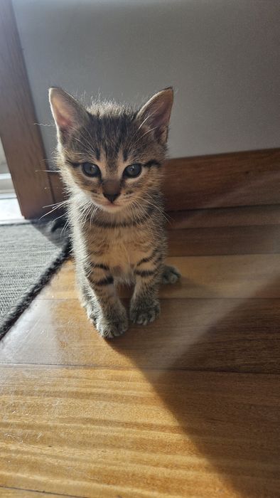 Gatinhos machos para adoção responsável