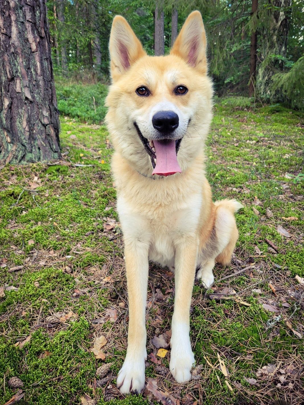 Piękny, młody pies w typie Akity Inu szuka domu / do adopcji