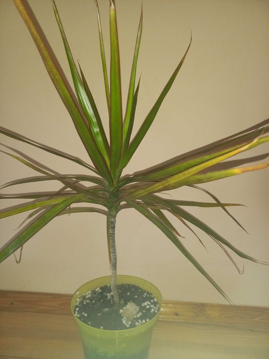 Фікус мокламе драцена різдвяник шлюмбергера