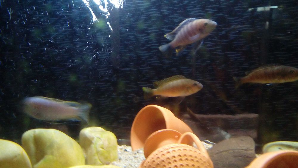 Bebes ciclideos malawi com ofertas