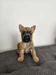 Cairn Terrier - piesek
