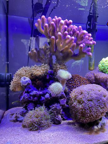 Skały żywe/ koralowce