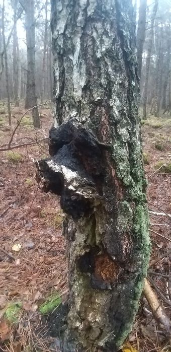 Чага-Чайний гриб