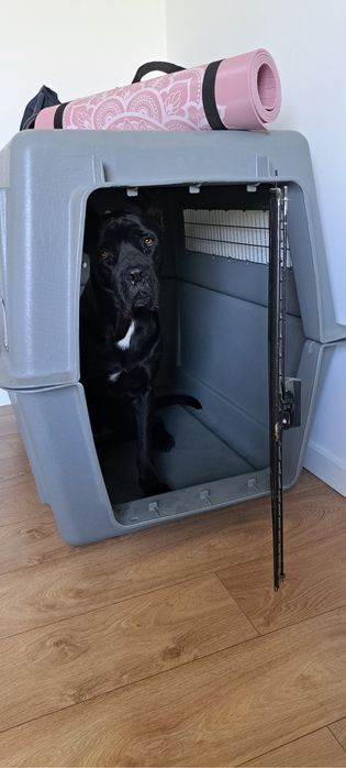 Sky kennel giant petmate dla duzego psa drybed