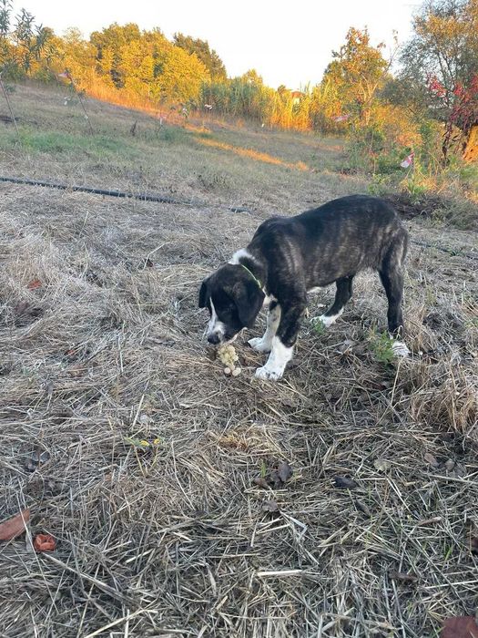Cachorra Rafeira do Alentejo para adoção responsável