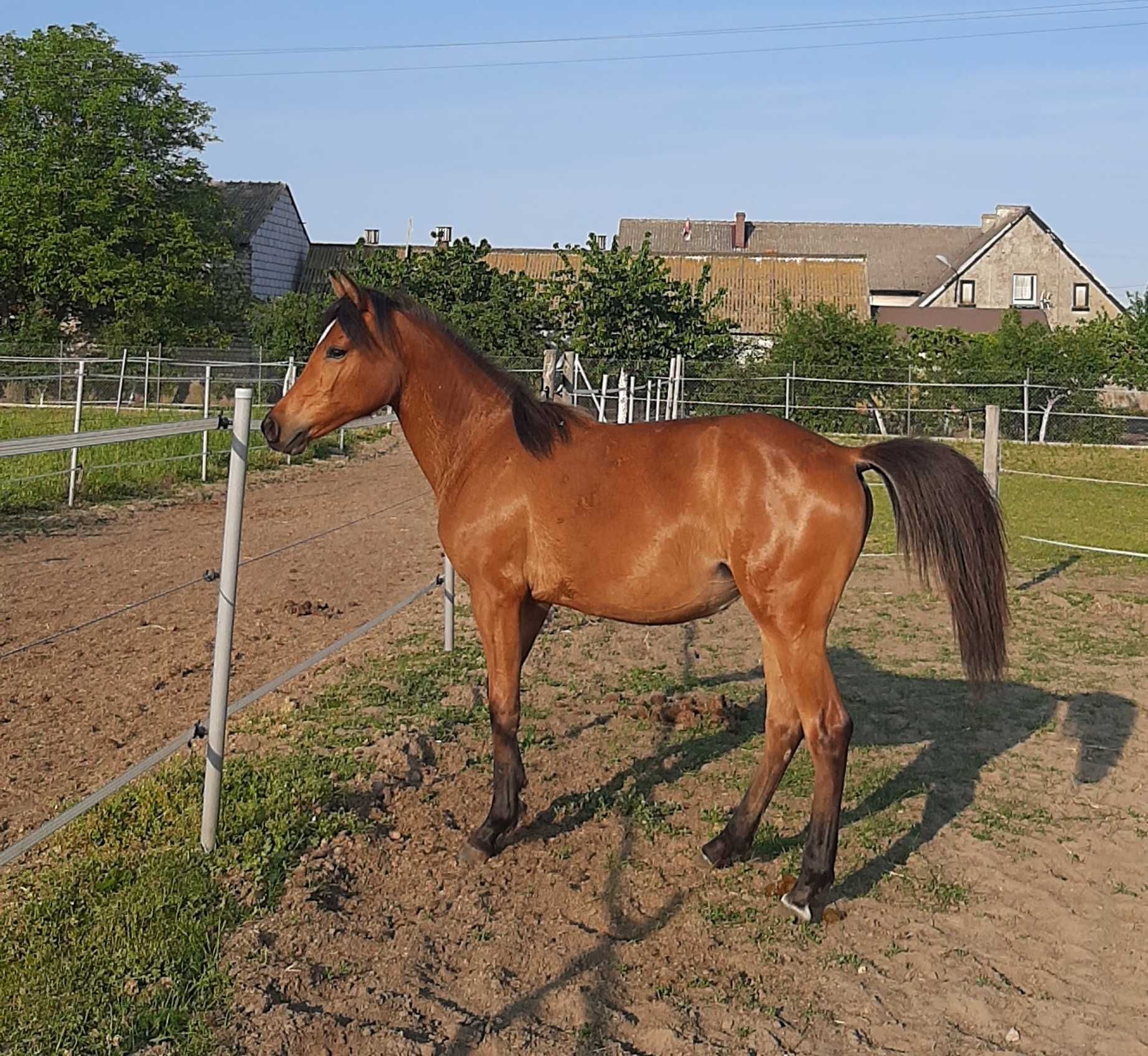 Klaczka 1/2 haflinger 2 lata gr D