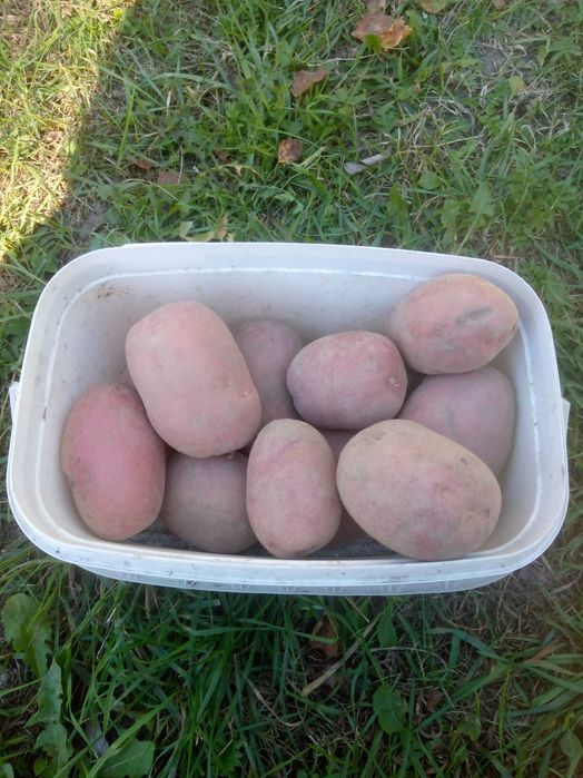 ziemniaki na oborniku Anielka