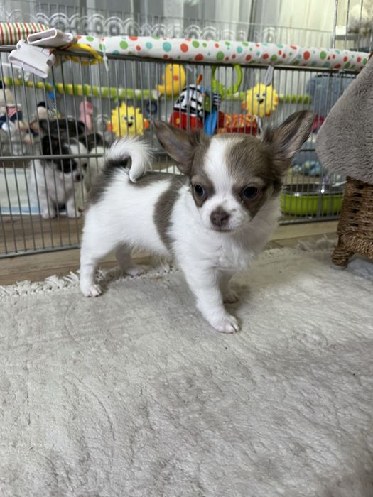 ZAREZERWOWANA– Chanel, piękna długowłosa sunia