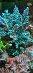 Acropora Morskie