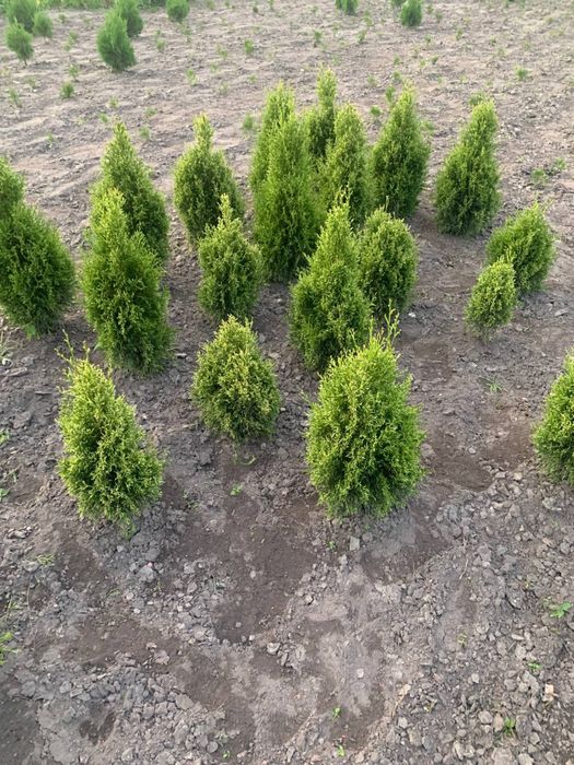 Самшит туя ялівець кипарисовик тис