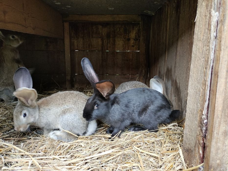 Króliki mieszańce Olbrzym. Samce i samiczki