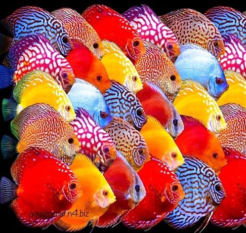Дискус Красный Синий Туркис Аквариумные Рыбки