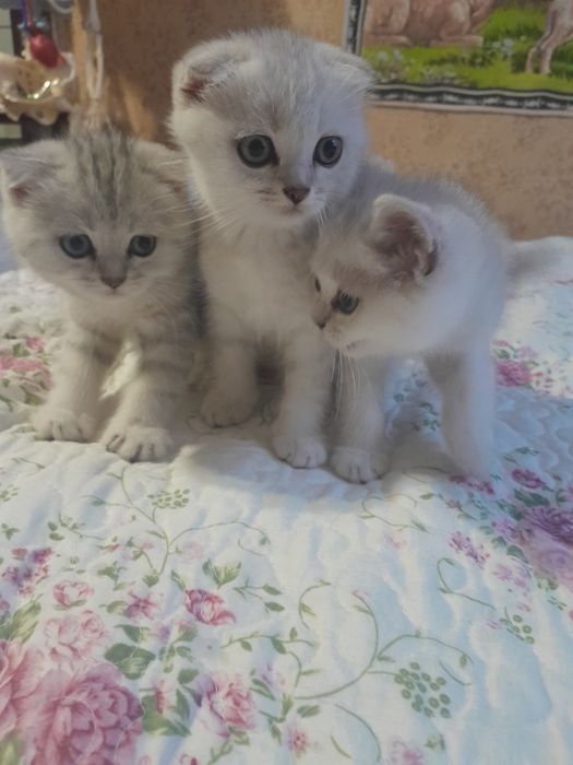 Котята породы серебристая шиншила