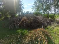 Gałęzie, drewno,