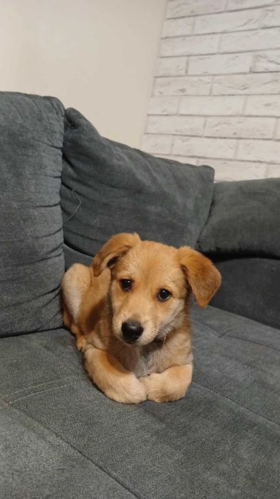 SKY - słodka sunia do adopcji , 4 miesiące