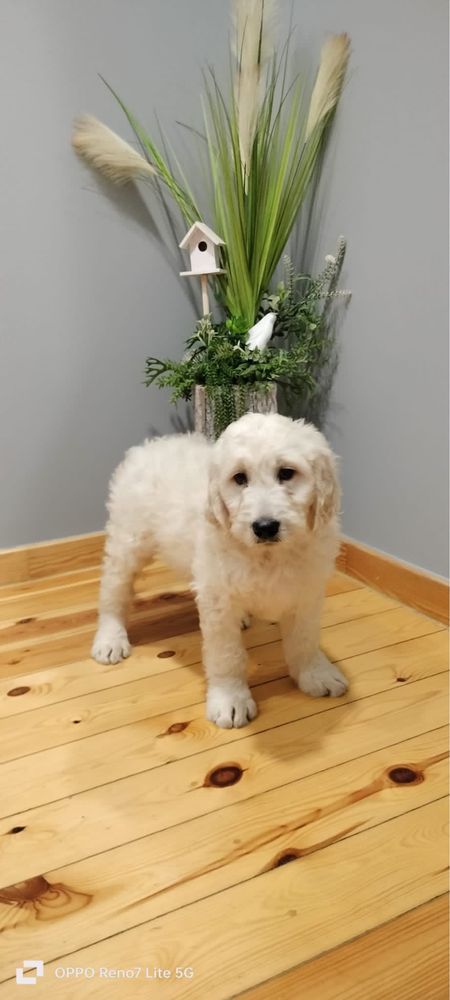 Goldendoodle PIESEK szczeniak