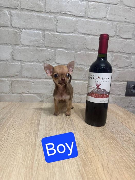 Крихітний хлопчик чихуахуа