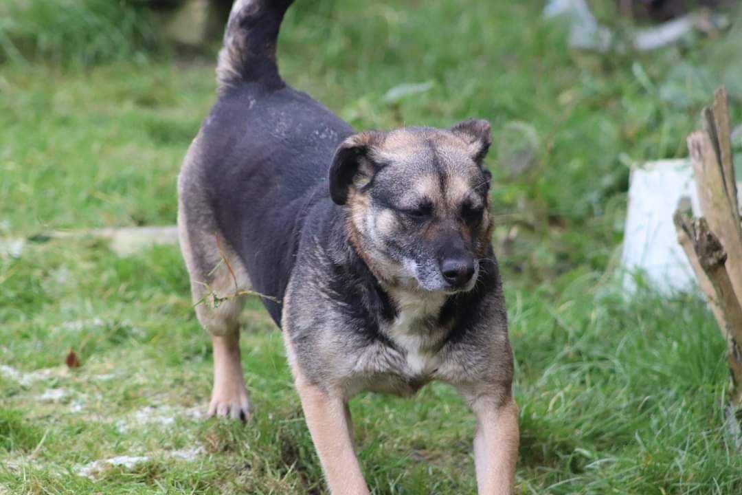 Urocza seniorka Szrama szuka domu