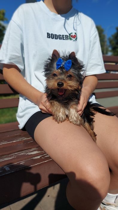 Міні йорк. Хлопчик малесенький.  Лагідний