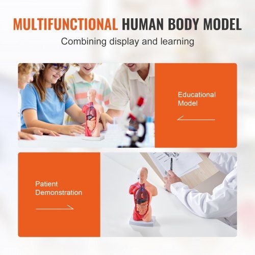 Modelo de corpo humano, 15 peças, 28cm, órgãos removíveis