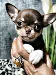 *** Gotowy Do Odbioru *** Cudny Czekoladek Chihuahua ***