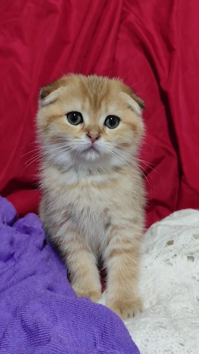 Породисті кошенята висловухі прямовухі золота шиншила хлопчик дівчинка