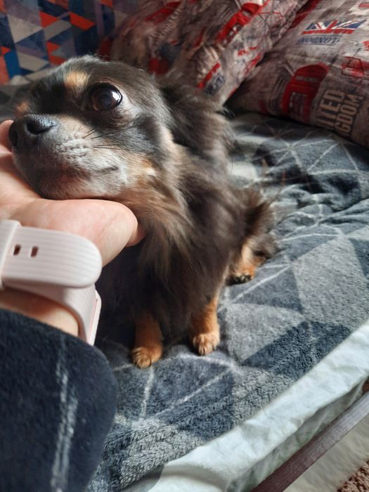 В'язка чихуахуа хлопчик