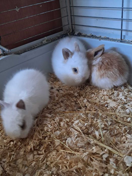 Króliczki Miniaturki, Królik Miniaturka