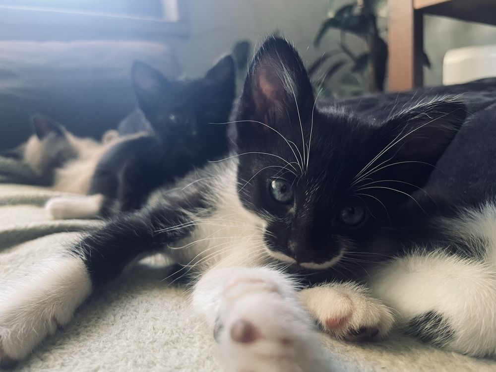 Gatinhos para adopção