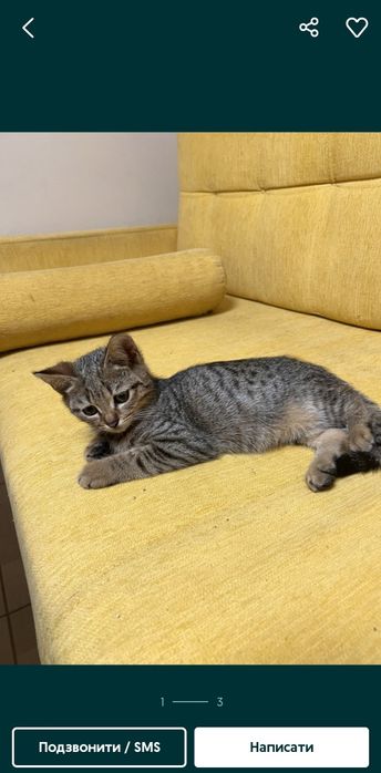 Кошенята віддам в хороші рукі