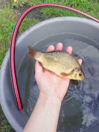 Karaś złota około 15cm Dostępna! Lin, Amur, tałpyga