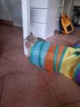 Túnel para gatos/Cat Tunnel