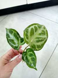 Anthurium silver blush + zielistka gratis