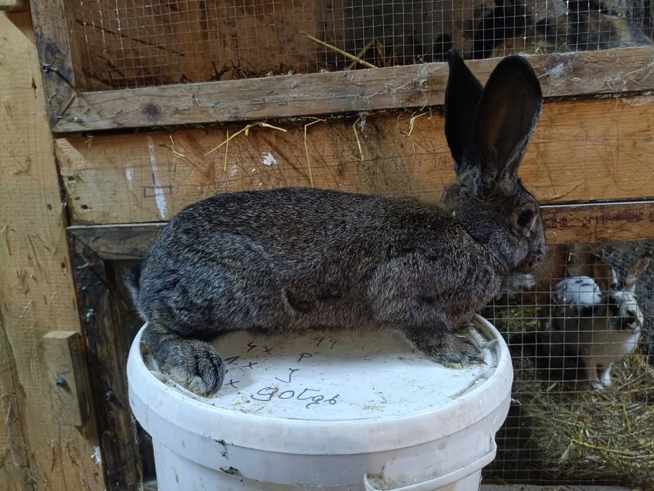 Samiczki mieszance Belg/rex 5 miesięcy