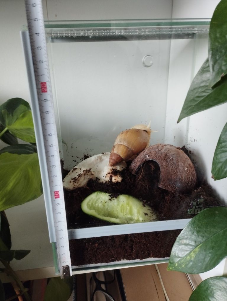 Ślimak afrykański z terrarium