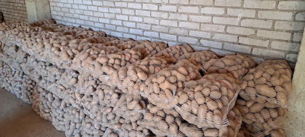 Ziemniaki Irys białe