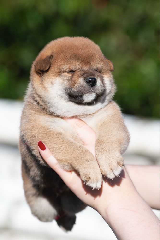 Шиба іну, хлопчик / шиба ину/ сіба/ / сиба/ shiba inu