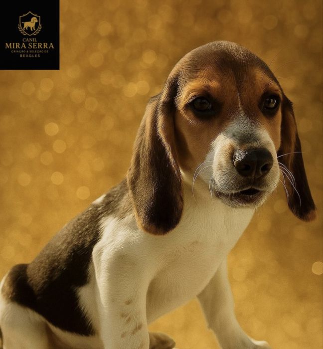 Beagle Com Lop e Afixo