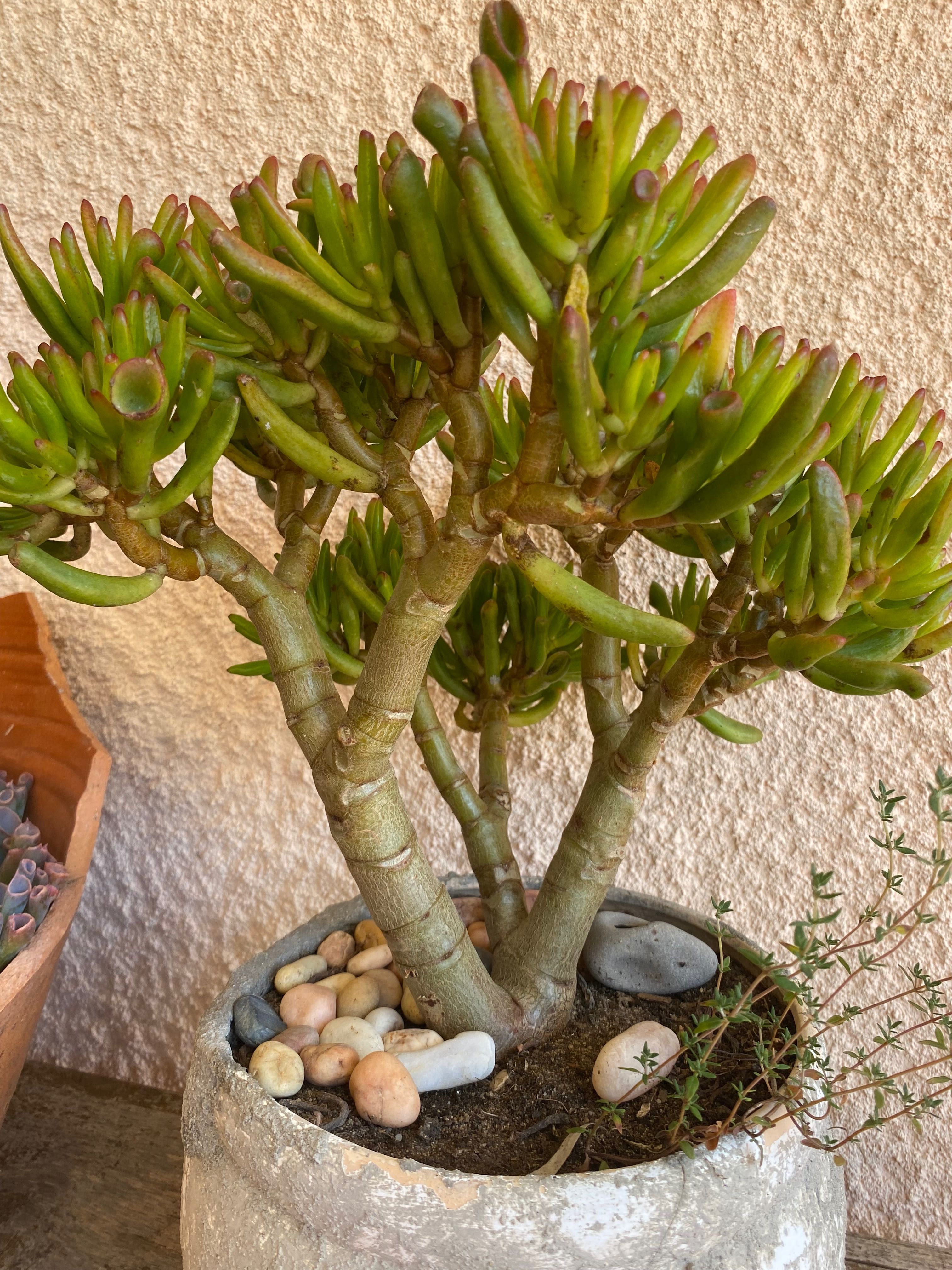 Suculenta orelha de shrek (Crassula Ovata “Gollum”