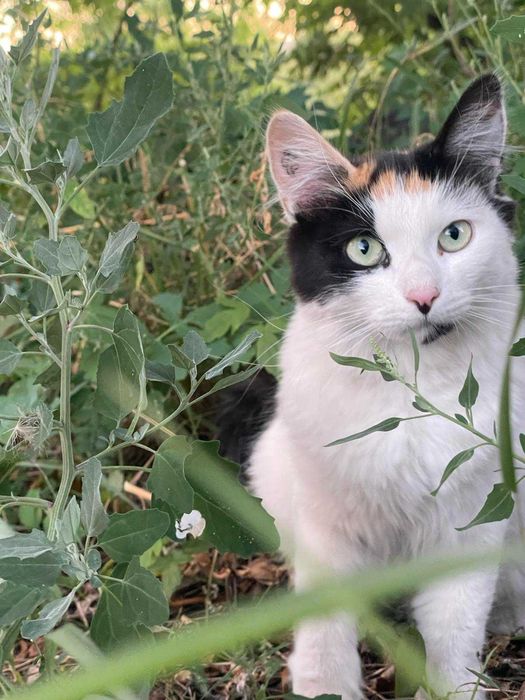 Чудові кошенята для щастя
